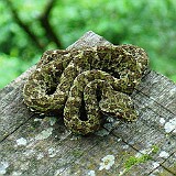 15 Bocaraca (eyelash palm pitviper)